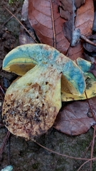 Butyriboletus