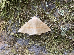 Tetracis jubararia