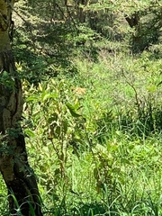 Panthera leo melanochaita