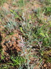 Eragrostis secundiflora