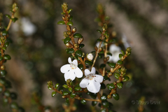 Pityrodia chrysocalyx
