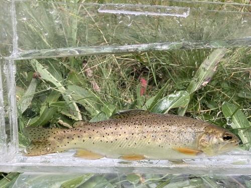 Apache Trout