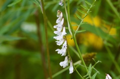 Vicia pulchella