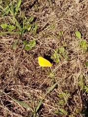 Colias croceus