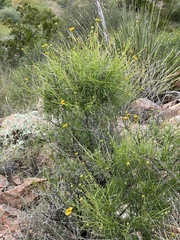 Sidneya tenuifolia