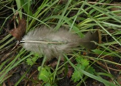 Meleagris gallopavo osceola