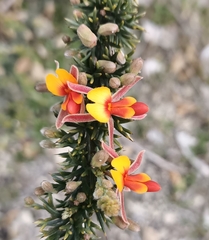 Jacksonia furcellata