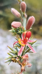 Jacksonia furcellata