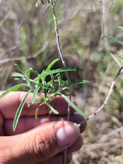 Oenothera berlandieri