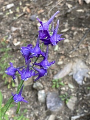 Penstemon
