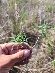 Oenothera berlandieri