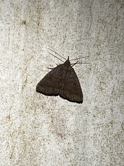 Zanclognatha obscuripennis