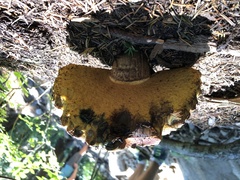 Caloboletus rubripes