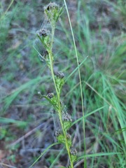 Liatris squarrosa