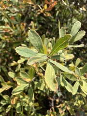 Myrica