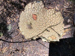 Caloboletus rubripes