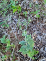 Helianthus mollis