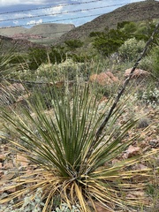 Dasylirion leiophyllum