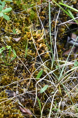 Draba hirta