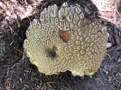 Caloboletus rubripes