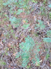 Tephrosia virginiana