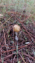 Amanita xylinivolva