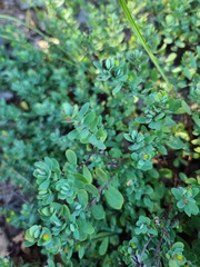 Hypericum hypericoides