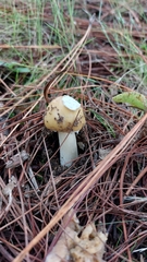 Amanita xylinivolva