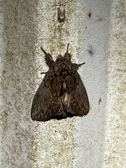 Peridea basitriens
