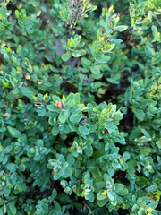 Hypericum hypericoides