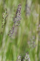 Calamagrostis stricta