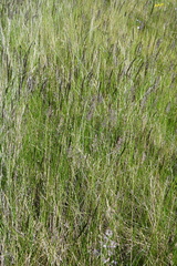 Calamagrostis stricta