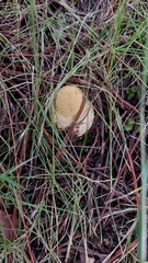 Amanita muscaria flavivolvata