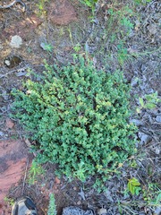 Hypericum hypericoides