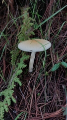 Amanita xylinivolva