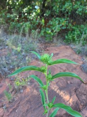 Helianthus maximiliani