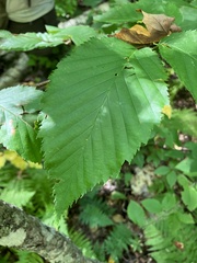 Betula alleghaniensis