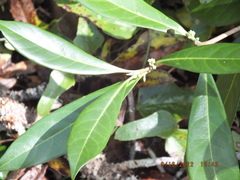 Cartrema americana