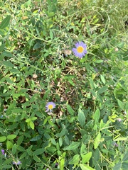 Erigeron divergens