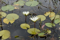 Nymphaea pulchella