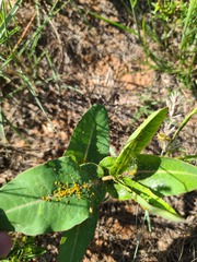 Asclepias amplexicaulis
