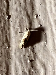 Acontiini