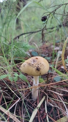 Amanita xylinivolva