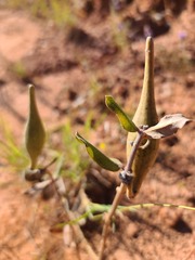 Asclepias viridiflora