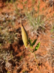 Asclepias viridiflora