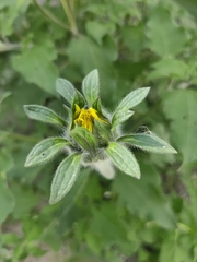Tithonia tubaeformis