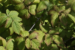 Rubus × idaeoides