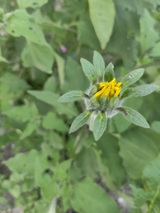 Tithonia tubaeformis