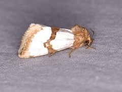 Schinia chrysellus