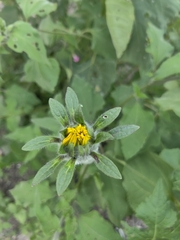 Tithonia tubaeformis